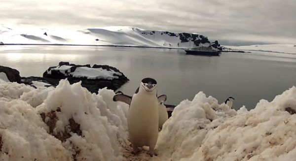 GoPro Penguin Dance Off YouTube 2