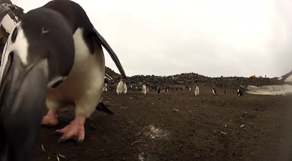 GoPro Penguin Dance Off YouTube 3