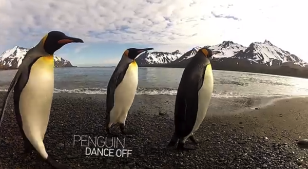 GoPro Penguin Dance Off YouTube